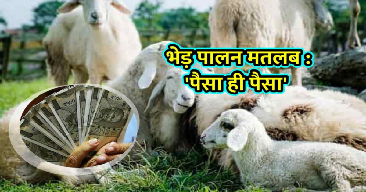 Sheep Farming Business Idea