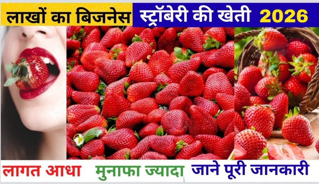 Strawberry Farming