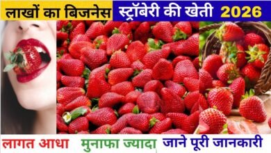 Strawberry Farming