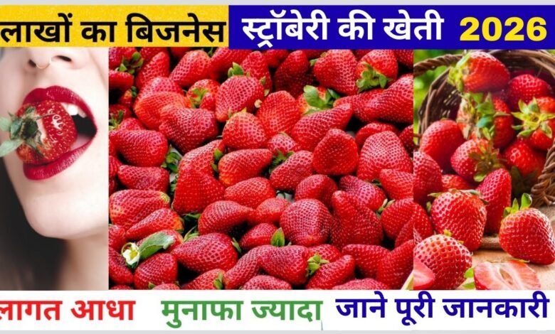 Strawberry Farming