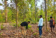 CG : बाघ गणना का कार्य सफलतापूर्वक संपन्न