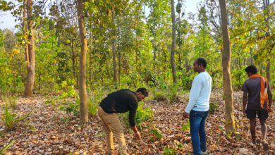 CG : बाघ गणना का कार्य सफलतापूर्वक संपन्न