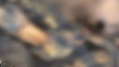 CG : बालोद में फिर हत्या! सड़ी गली लाश मिली…