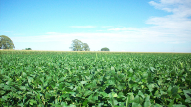 CG : यूरिया का प्रभावी विकल्प बन रही हरी खाद, जशपुर में 600 हेक्टेयर में प्रदर्शन