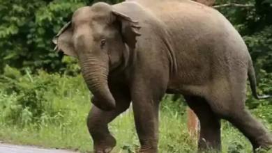 CG : किशोरी को हाथियों ने कुचला, स्पॉट पर ही मौत…