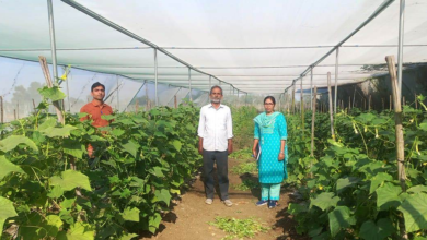 CG : राष्ट्रीय बागवानी मिशन: किसान मनीष मिश्रा ने खीरे की फसल से प्राप्त की 02 लाख रुपये की आमदनी