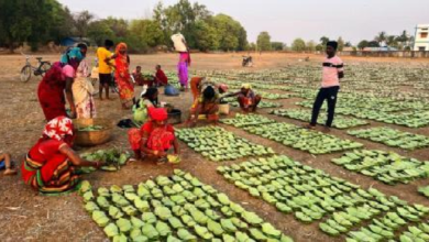 CG : हरा सोना संग्राहकों की बढ़ेगी आय, 920 करोड़ का होगा संभावित भुगतान…