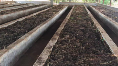 CG : वर्मी कंपोस्ट उत्पादन बनी आत्मनिर्भरता की मिसाल …