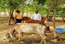 CG : विश्व पृथ्वी दिवस : मनोहर गौशाला ने तालाब-जंगल बनाकर दी धरती संरक्षण की मिसाल…