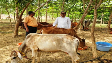 CG : विश्व पृथ्वी दिवस : मनोहर गौशाला ने तालाब-जंगल बनाकर दी धरती संरक्षण की मिसाल…