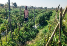 CG : राष्ट्रीय कृषि विकास योजना से फायदा : ग्राफ्टेड टमाटर की खेती से दुबेलाल का बढ़ा मुनाफा