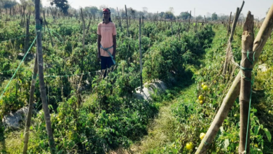 CG : राष्ट्रीय कृषि विकास योजना से फायदा : ग्राफ्टेड टमाटर की खेती से दुबेलाल का बढ़ा मुनाफा