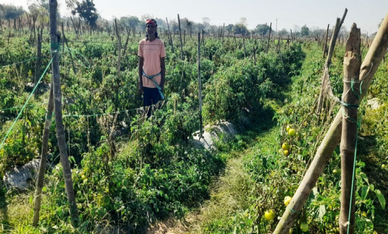 CG : राष्ट्रीय कृषि विकास योजना से फायदा : ग्राफ्टेड टमाटर की खेती से दुबेलाल का बढ़ा मुनाफा