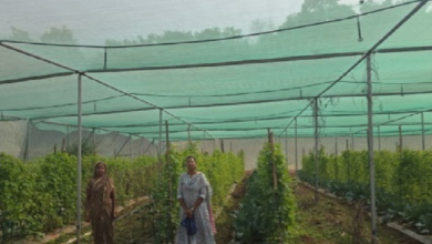 मोहला : सब्जी उत्पादन में नवाचार:आधुनिक तकनीक अपनाकर मैना बाई बनीं सफल उद्यानिकी कृषक…