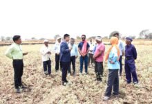राजनांदगांव : कलेक्टर ने कन्हारपुरी के खेतों में पहुंचकर मौके पर सीमांकन कार्य का लिया जायजा