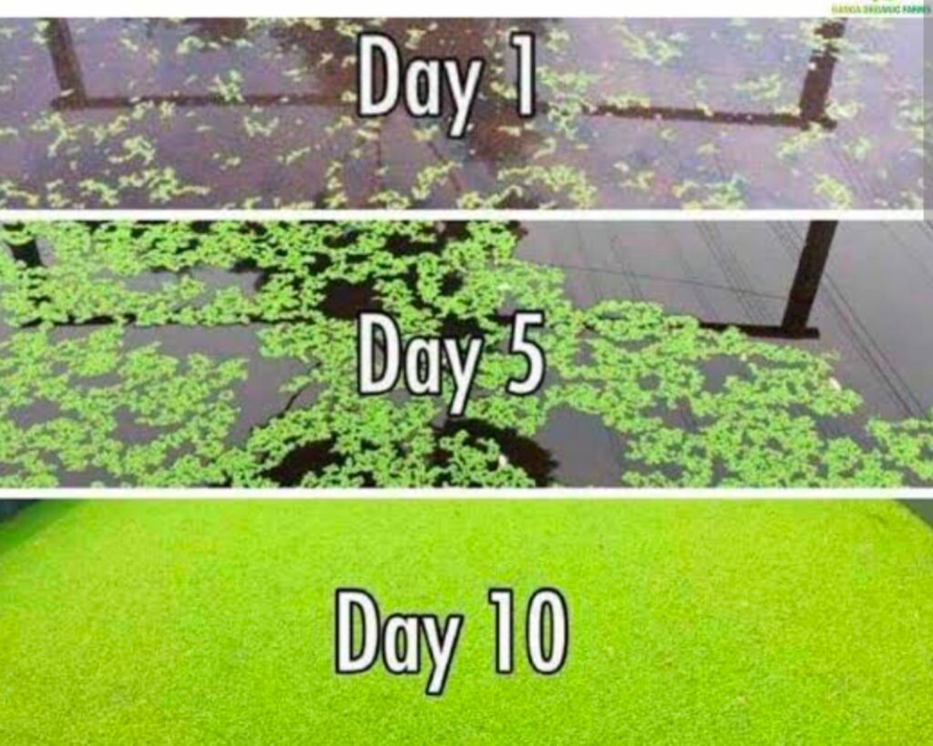 राजनांदगांव : नील हरित शैवाल फसलों के लिए सस्ता और टिकाऊ जैविक उर्वरक