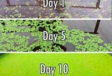 राजनांदगांव : नील हरित शैवाल फसलों के लिए सस्ता और टिकाऊ जैविक उर्वरक