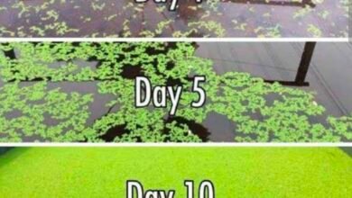 राजनांदगांव : नील हरित शैवाल फसलों के लिए सस्ता और टिकाऊ जैविक उर्वरक