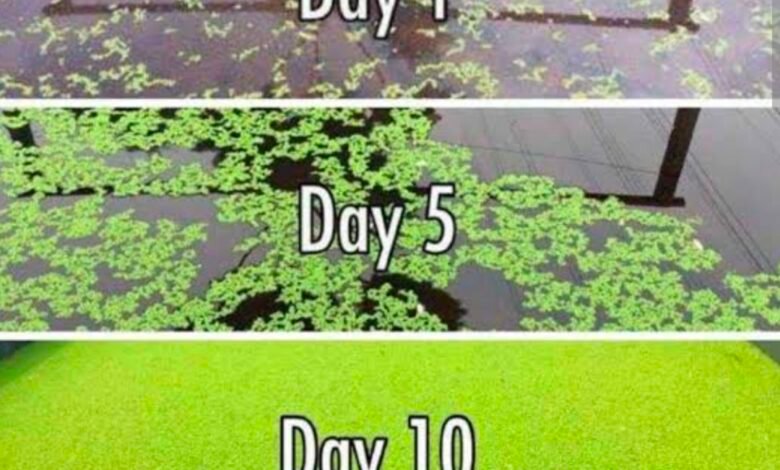 राजनांदगांव : नील हरित शैवाल फसलों के लिए सस्ता और टिकाऊ जैविक उर्वरक