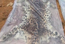 CG : तेंदुए की खाल के साथ 9 गिरफ्तार, तस्करी गिरोह का भंडाफोड़ …