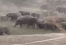 CG : रायगढ़ में 123 हाथियों की मौजूदगी, ग्रामीणों में दहशत …