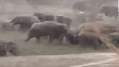 CG : रायगढ़ में 123 हाथियों की मौजूदगी, ग्रामीणों में दहशत …