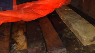 CG : लकड़ी के अवैध परिवहन पर कार्रवाई, पिकअप जब्त ...