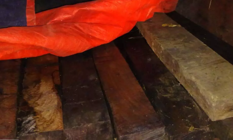 CG : लकड़ी के अवैध परिवहन पर कार्रवाई, पिकअप जब्त ...