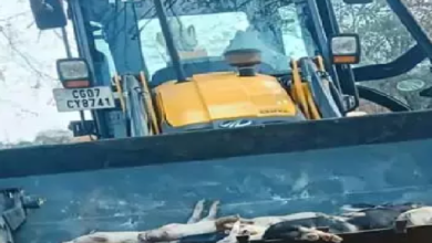 CG : अफ्रीकन स्वाइन फीवर से ग्रसित 300 सूअरों की मौत ...