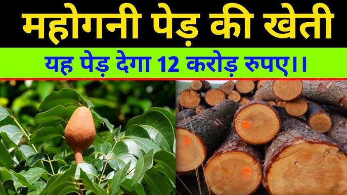 African Mahogany Cultivation