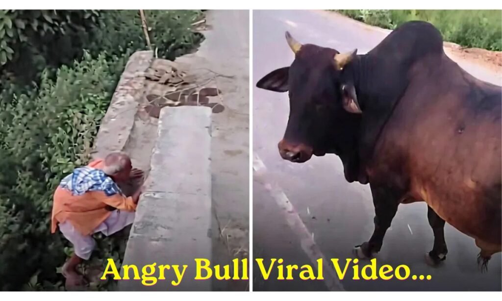 Angry Bull Viral Video