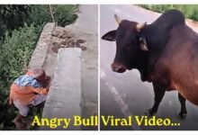 Angry Bull Viral Video