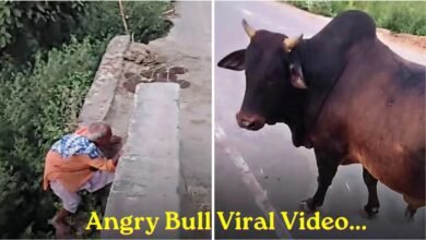 Angry Bull Viral Video