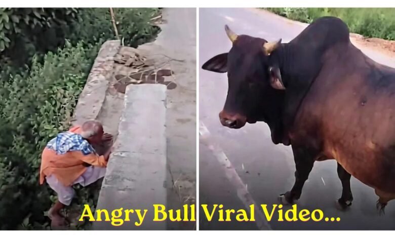 Angry Bull Viral Video