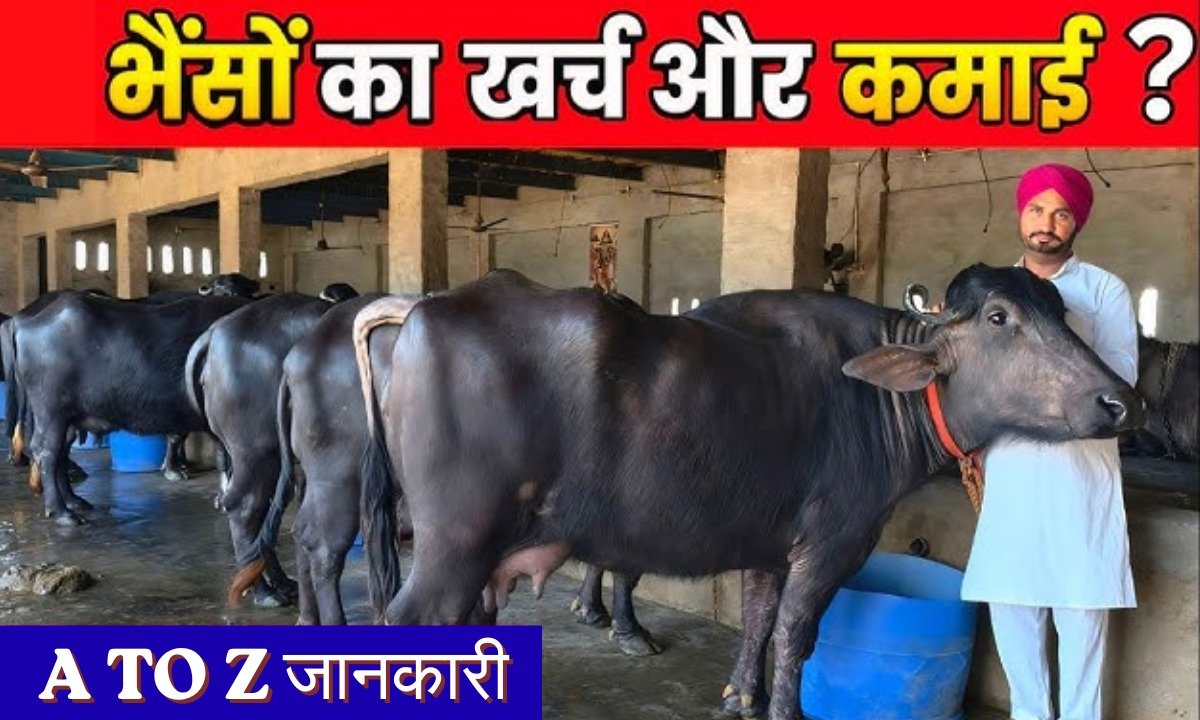 Animal Husbandry
