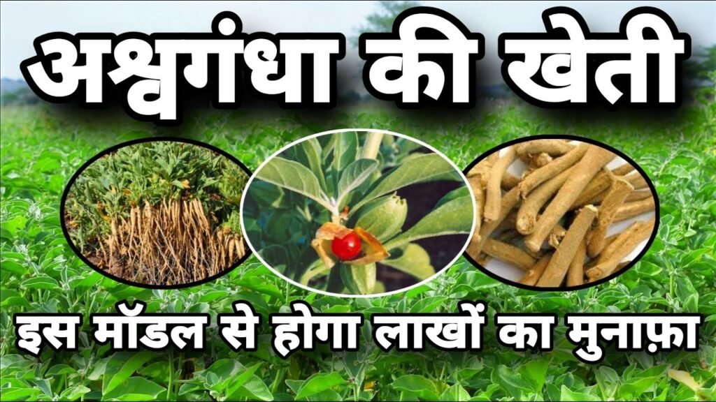 Ashwagandha Farming Tips
