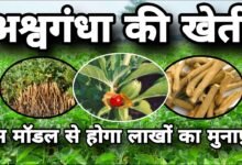 Ashwagandha Farming Tips