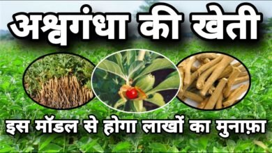 Ashwagandha Farming Tips