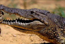 CG : मगरमच्छ अपनी जान बचाने पानी तलाशते सड़क में पहुंचा ...