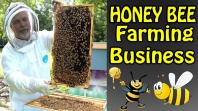 Beekeeping Business