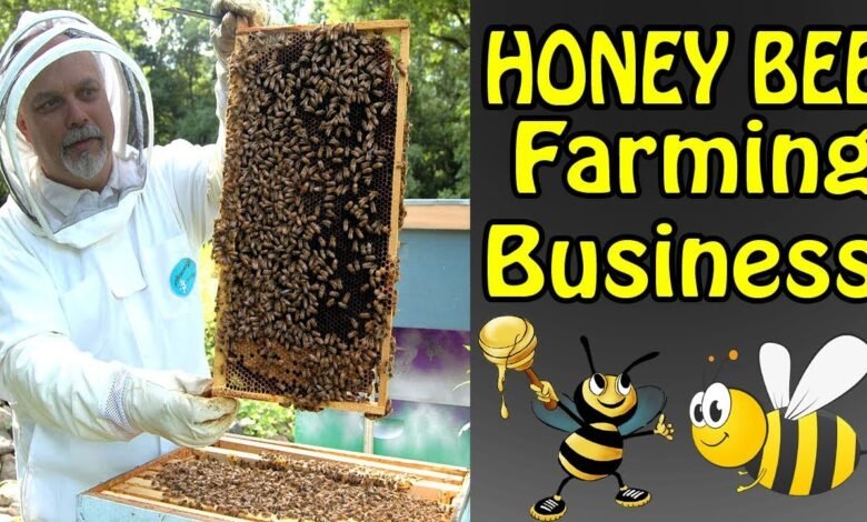 Beekeeping Business