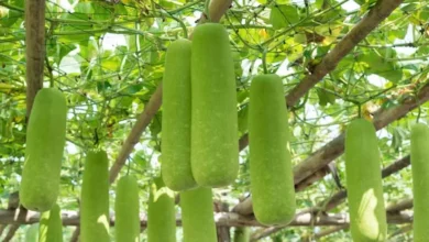 Bottle Gourd Gardening