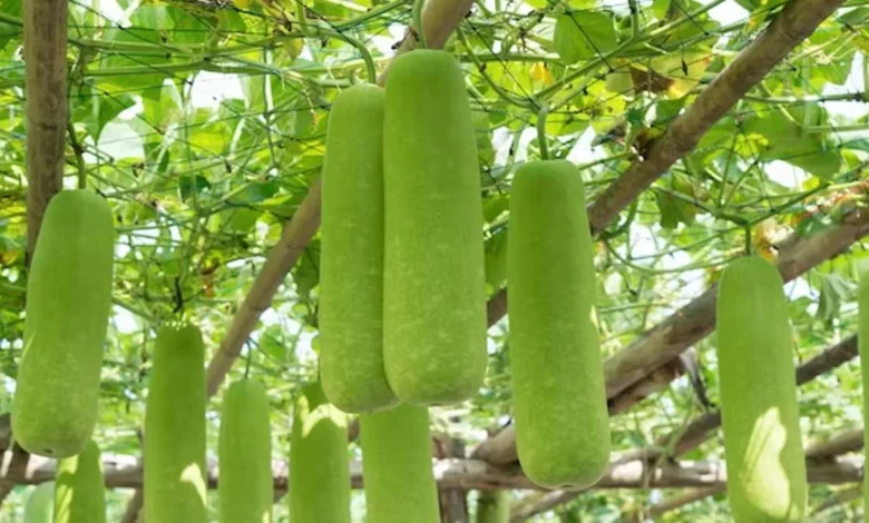 Bottle Gourd Gardening