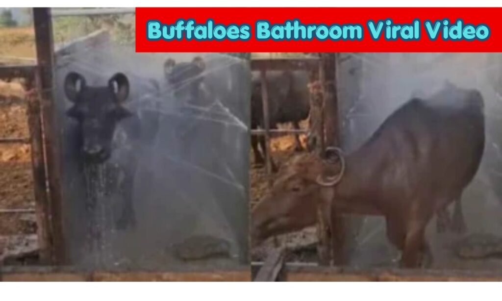 Buffaloes Bathroom