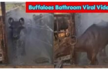 Buffaloes Bathroom