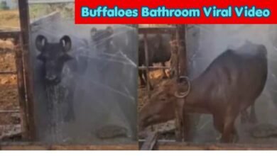 Buffaloes Bathroom