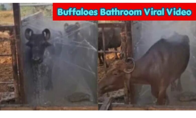 Buffaloes Bathroom