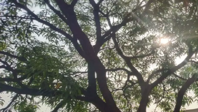 CG : गर्मी इतनी की हीट हेडेक का खतरा मंडराया, अतिआवश्यक काम होने पर ही घर से निकलने की सलाह …