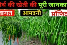 Chilli Farming
