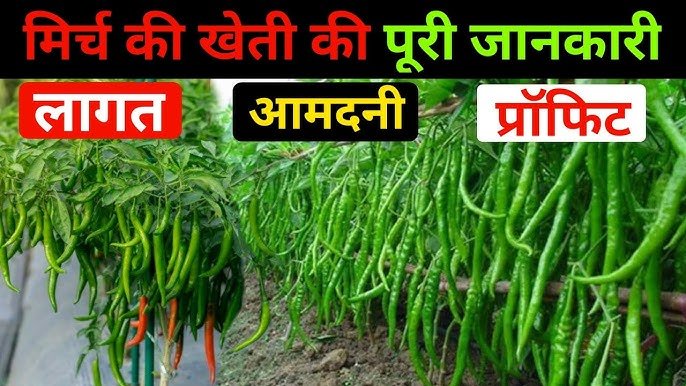 Chilli Farming